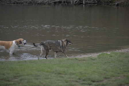 20250425_Dog park__DSC0062_.jpg
