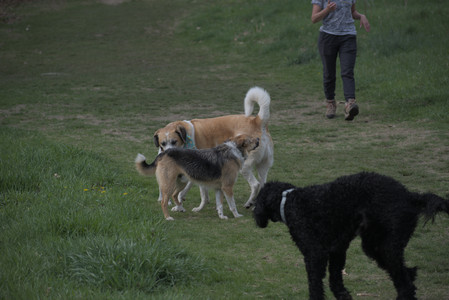 20250425_Dog park__DSC0066_.jpg