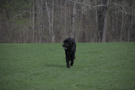 20250425_Dog park__DSC0093_.jpg