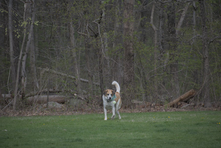 20250425_Dog park__DSC0103_.jpg