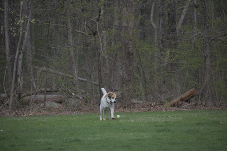 20250425_Dog park__DSC0104_.jpg