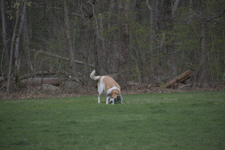 20250425_Dog park__DSC0105_.jpg