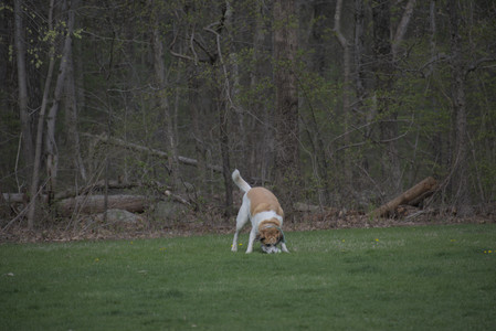 20250425_Dog park__DSC0106_.jpg