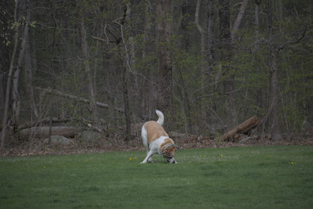 20250425_Dog park__DSC0107_.jpg