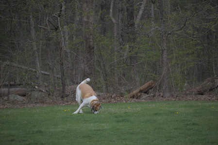 20250425_Dog park__DSC0108_.jpg