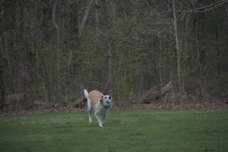 20250425_Dog park__DSC0109_.jpg