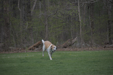 20250425_Dog park__DSC0111_.jpg