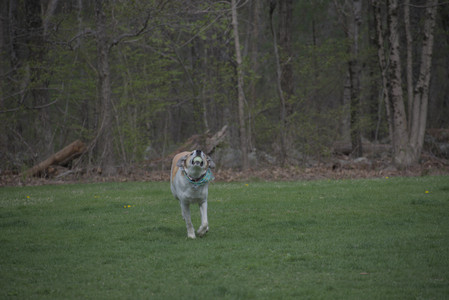 20250425_Dog park__DSC0116_.jpg