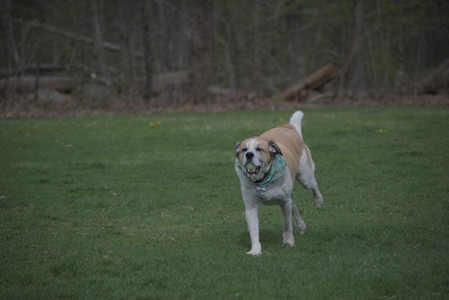 20250425_Dog park__DSC0123_.jpg