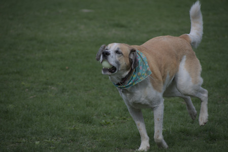 20250425_Dog park__DSC0128_.jpg