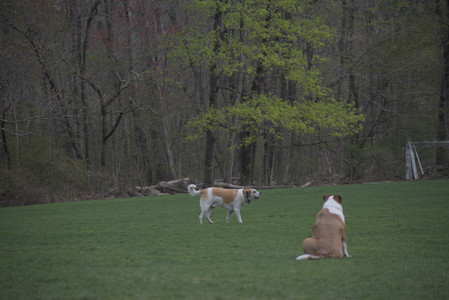 20250425_Dog park__DSC0138_.jpg