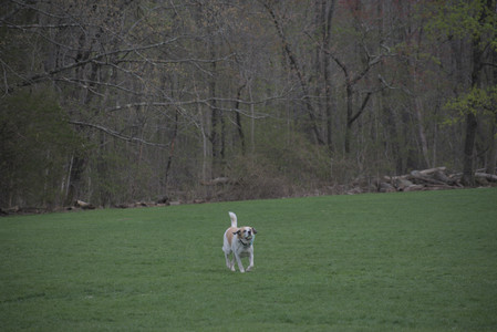 20250425_Dog park__DSC0149_.jpg