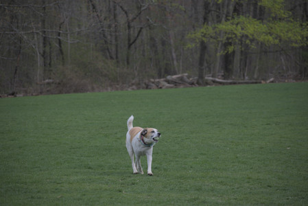 20250425_Dog park__DSC0156_.jpg
