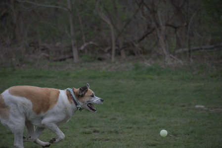 20250425_Dog park__DSC0163_.jpg