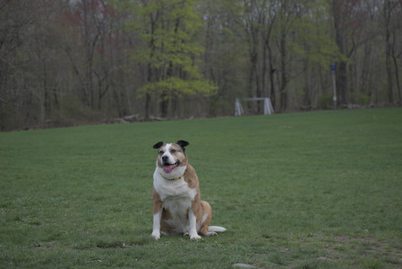20250425_Dog park__DSC0176_.jpg