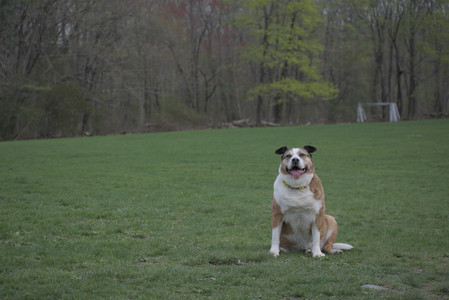 20250425_Dog park__DSC0178_.jpg