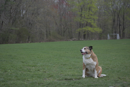 20250425_Dog park__DSC0183_.jpg