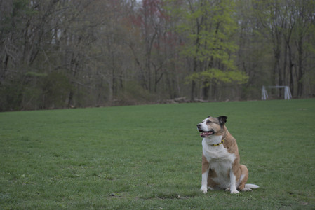 20250425_Dog park__DSC0186_.jpg