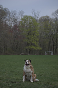 20250425_Dog park__DSC0189_.jpg