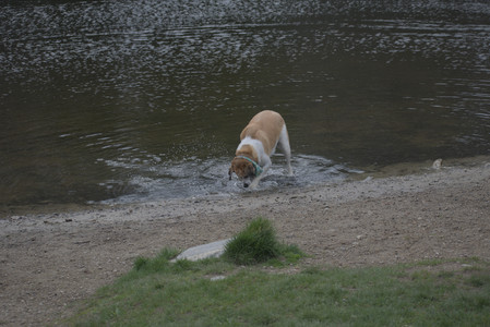20250425_Dog park__DSC0208_.jpg
