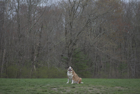 20250425_Dog park__DSC0225_.jpg
