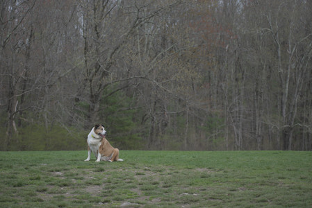20250425_Dog park__DSC0227_.jpg