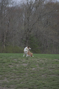 20250425_Dog park__DSC0229_.jpg
