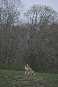 20250425_Dog park__DSC0231_.jpg