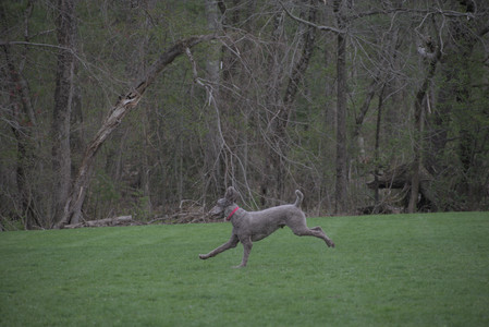 20250425_Dog park__DSC0232_.jpg