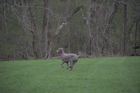 20250425_Dog park__DSC0233_.jpg