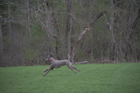 20250425_Dog park__DSC0234_.jpg