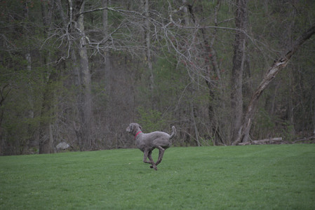 20250425_Dog park__DSC0235_.jpg