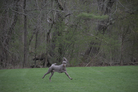 20250425_Dog park__DSC0239_.jpg