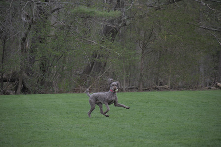 20250425_Dog park__DSC0241_.jpg