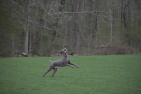 20250425_Dog park__DSC0246_.jpg