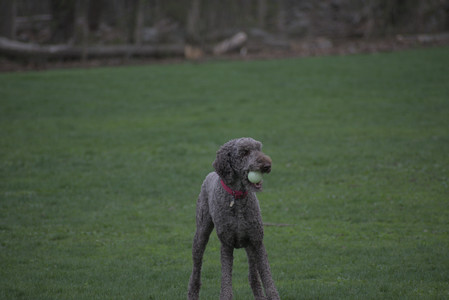 20250425_Dog park__DSC0253_.jpg