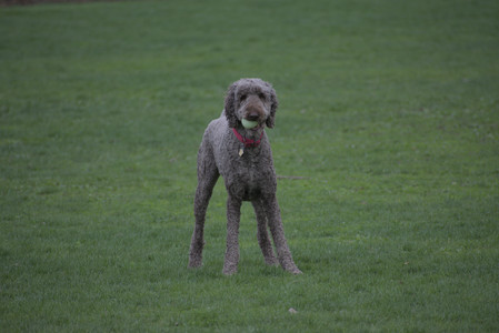 20250425_Dog park__DSC0255_.jpg