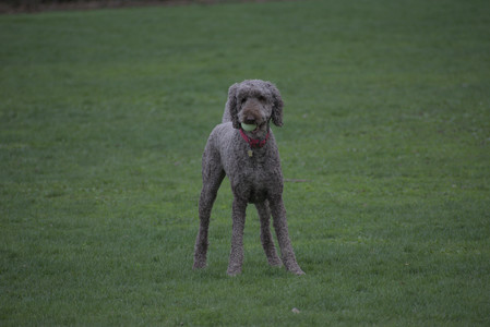 20250425_Dog park__DSC0258_.jpg