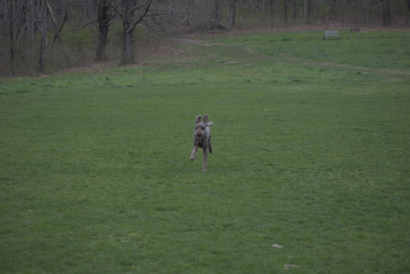 20250425_Dog park__DSC0263_.jpg