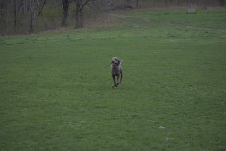20250425_Dog park__DSC0264_.jpg