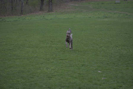 20250425_Dog park__DSC0265_.jpg