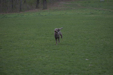 20250425_Dog park__DSC0266_.jpg