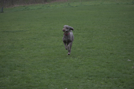 20250425_Dog park__DSC0269_.jpg