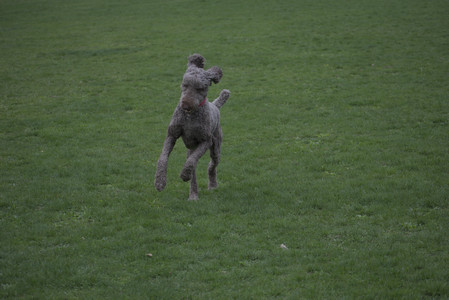 20250425_Dog park__DSC0270_.jpg