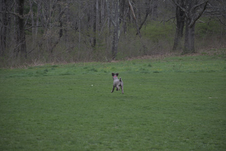 20250425_Dog park__DSC0279_.jpg
