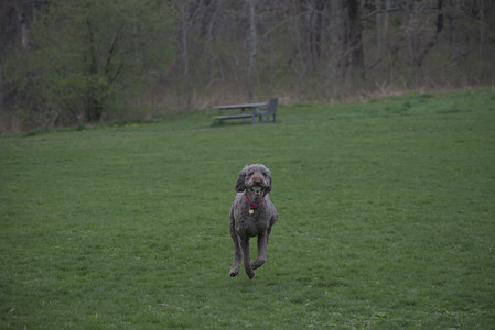 20250425_Dog park__DSC0299_.jpg