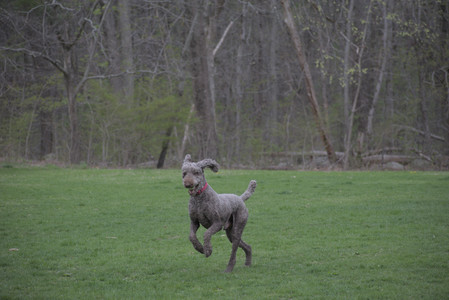20250425_Dog park__DSC0313_.jpg