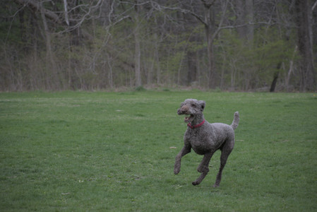 20250425_Dog park__DSC0315_.jpg