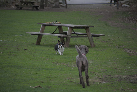 20250425_Dog park__DSC0320_.jpg