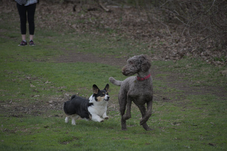 20250425_Dog park__DSC0325_.jpg
